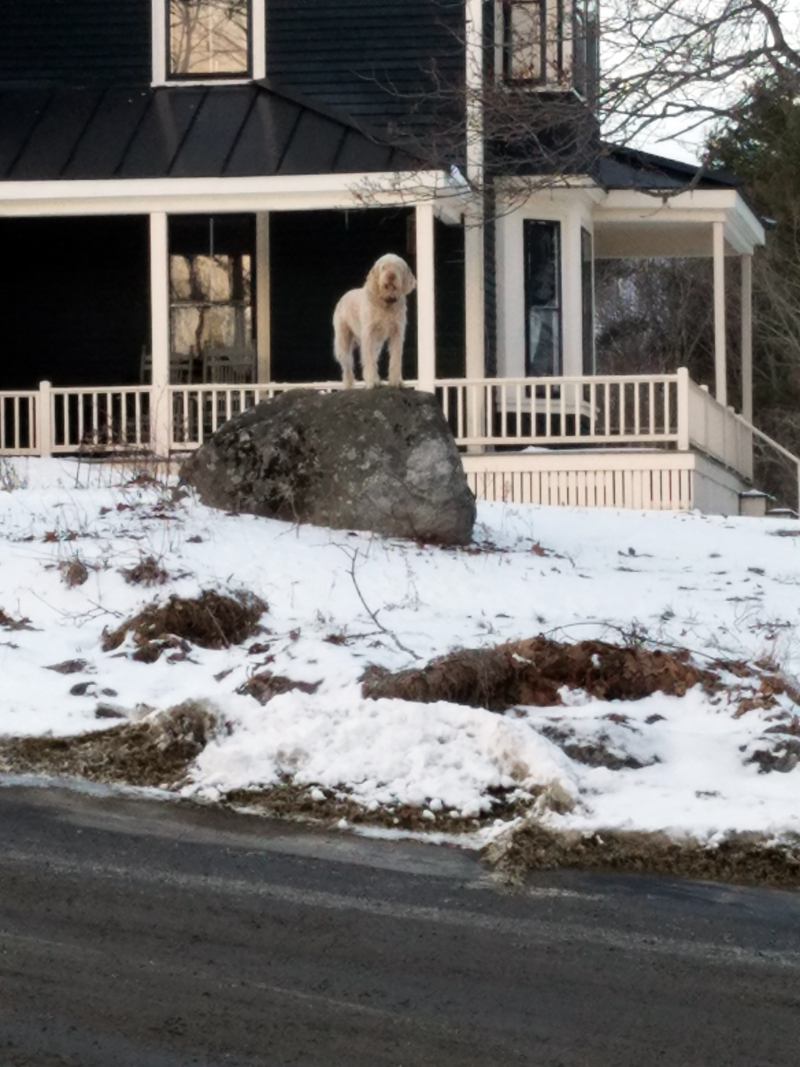 Pippo guards the road into Round Pond village.