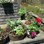 Garden Club to Hold Plant Sale