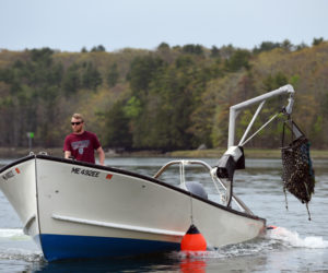 Evan Court harvests oysters for Dodge Cove Marine Farm and Muscongus Bay Aquaculture on the Damariscotta River on Thursday, May 17. (Jessica Picard photo)
