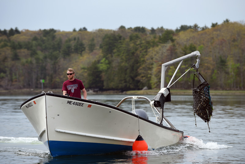Evan Court harvests oysters for Dodge Cove Marine Farm and Muscongus Bay Aquaculture on the Damariscotta River on Thursday, May 17. (Jessica Picard photo)