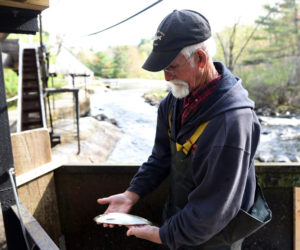 J.B. Smith, who has been harvesting alewives in Damariscotta Mills for five or six years, inspects an alewife Monday, May 14. (Jessica Picard photo)