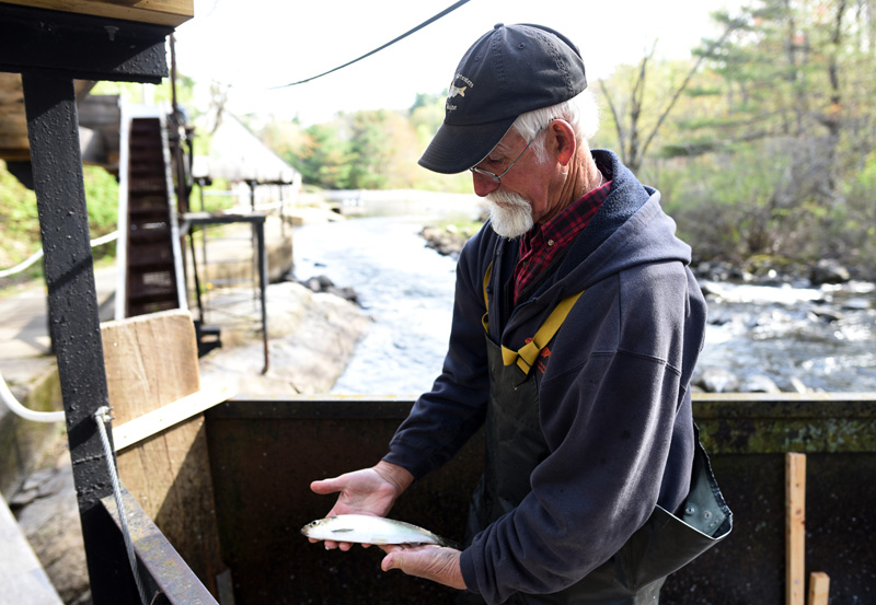 J.B. Smith, who has been harvesting alewives in Damariscotta Mills for five or six years, inspects an alewife Monday, May 14. (Jessica Picard photo)