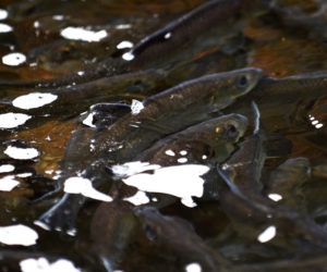 Alewives swim in the Damariscotta Mills Fish Ladder on Monday, May 14. (Jessica Picard photo)