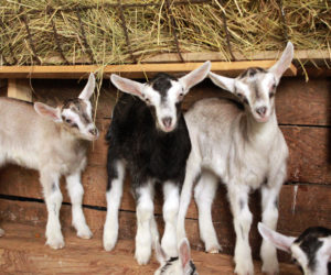 Baby goats at Pumpkin Vine Family Farm.