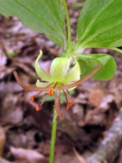 The tubers of Indian cucumber root (Medeola virginiana) are edible and have a mild, cucumber-like flavor. (Photo courtesy Alan Cressler)