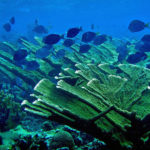 Study Finds Marine Protected Areas Help Coral Reefs