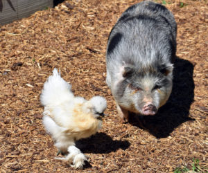 Maple the pig is rarely far from his friend Winnie, a silkie chicken. (Alexander Violo photo)