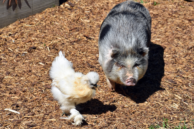 Maple the pig is rarely far from his friend Winnie, a silkie chicken. (Alexander Violo photo)