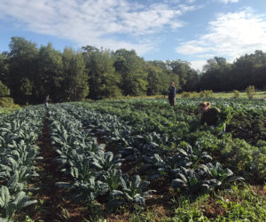 On Friday, July 6 at 7 p.m., six classical musicians will present a Farm to Fiddle concert celebrating local agriculture and classical music in Midcoast Maine. (Photo courtesy Reba Richardson)