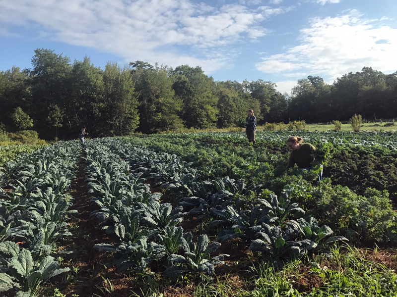 On Friday, July 6 at 7 p.m., six classical musicians will present a Farm to Fiddle concert celebrating local agriculture and classical music in Midcoast Maine. (Photo courtesy Reba Richardson)