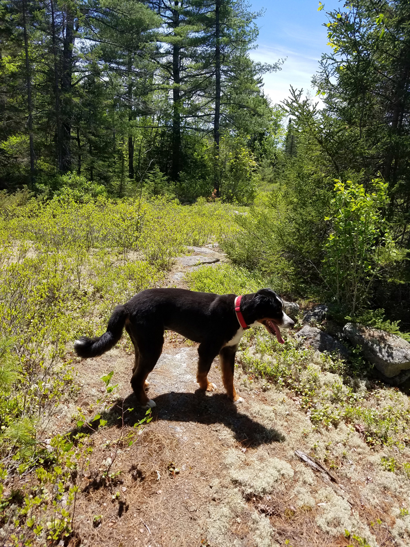 Toby on the trail. (Sarah Caton photo)