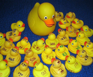 Rubber duckies ready to race!