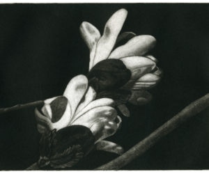 A mezzotint of a magnolia by Mary Boothby.