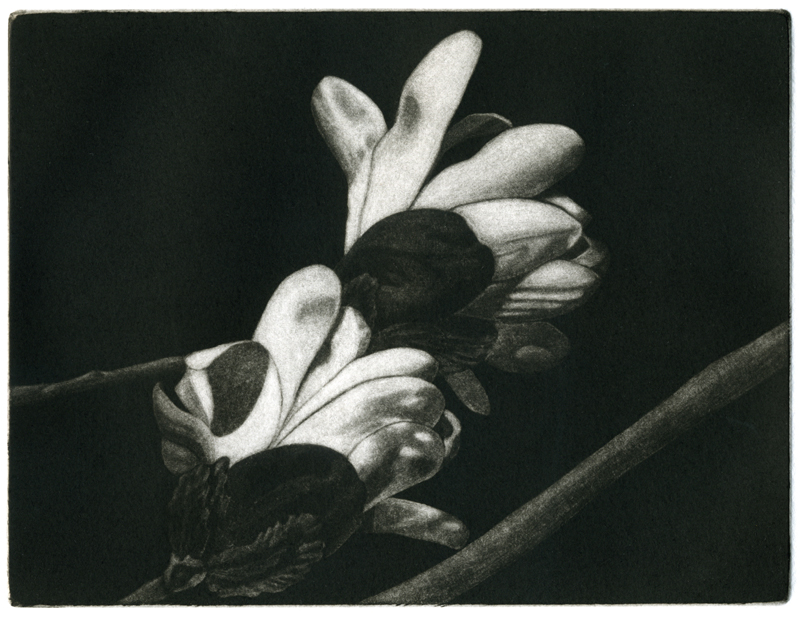 A mezzotint of a magnolia by Mary Boothby.