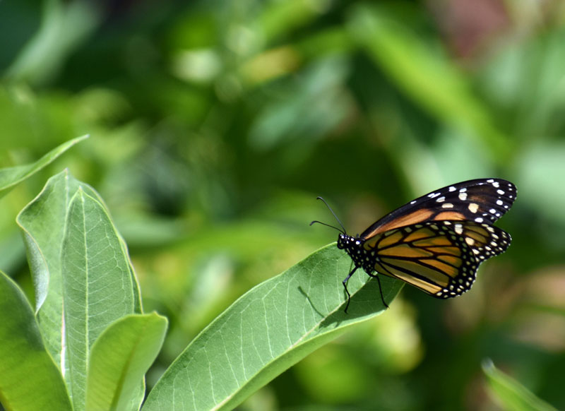 A monarch butterfly on Hog Island in Bremen. (Alexander Violo photo)