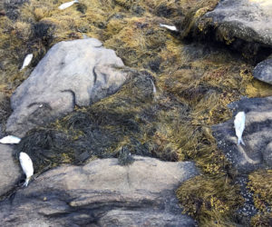 Pogies on the shore of Greenland Cove in Bremen. (Photo courtesy Doug Newbold)