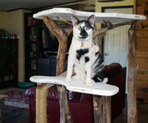 Smudge models a handmade cat tree at the Perkins home in Dresden. The Perkins family makes and sells cat products, including cat trees and catnip beds, under the name For the Love of Cats. (Jessica Clifford photo)