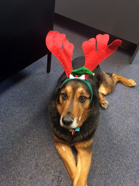 Chunk the dog wears his Christmas antlers.