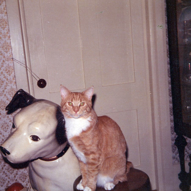 Our cat Sunny, 1972. (Photo courtesy Marjorie and Calvin Dodge)