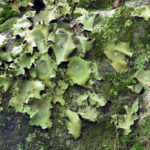 ‘Lookin’ for Lichens’ Workshop at Nature Center