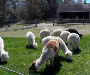 Rescue alpacas graze at TLC Fiber Farm in Waldoboro.