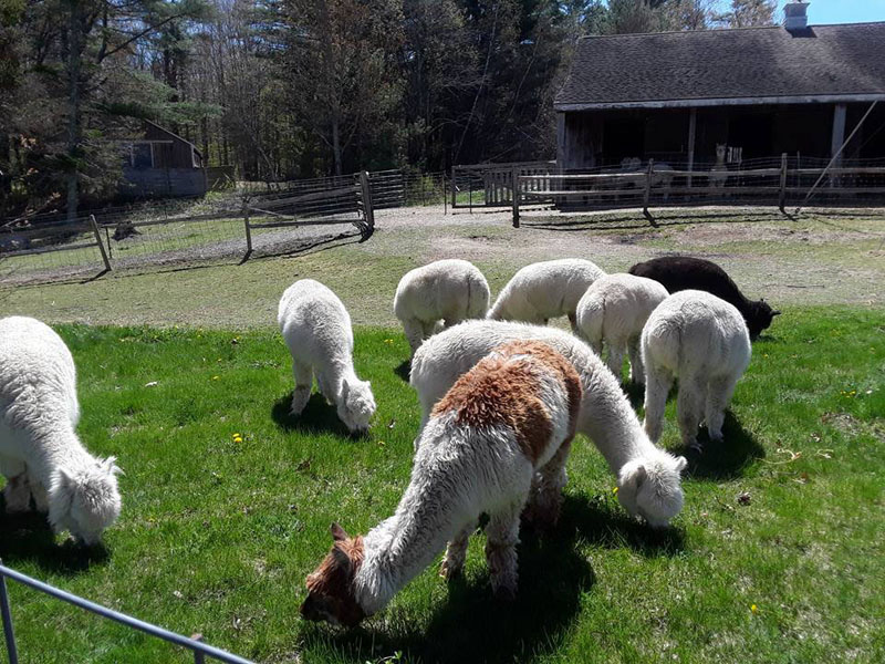 Rescue alpacas graze at TLC Fiber Farm in Waldoboro.