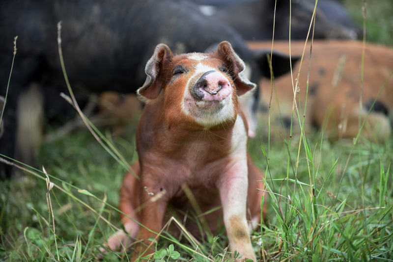 A 4-month-old pig sits at Singing Prairie Farm in Newcastle, Wednesday, Aug. 8. (Jessica Picard photo)