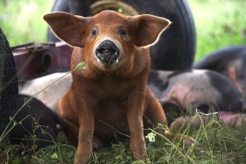 A pig at Singing Prairie Farm in Newcastle, Wednesday, Aug. 8. (Jessica Picard photo)