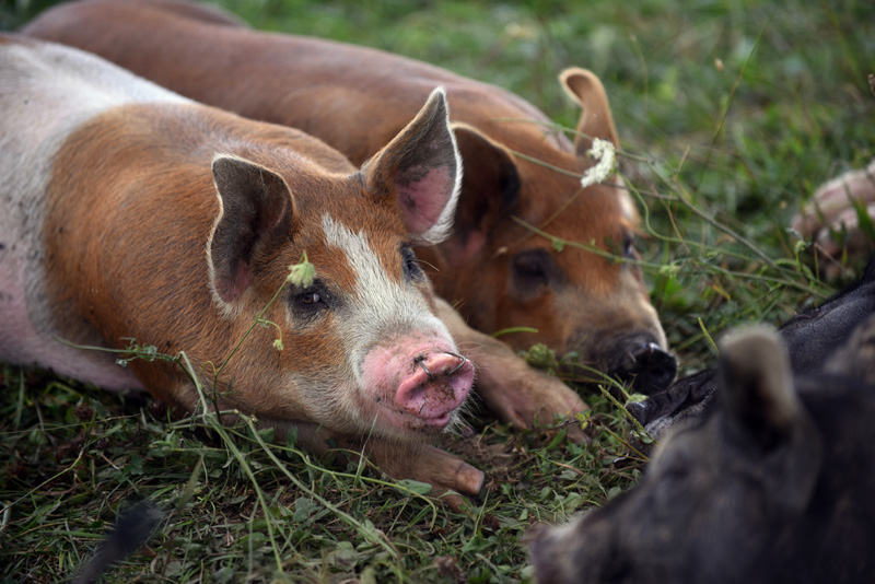 Pigs lie under shelter at Singing Prairie Farm in Newcastle, Wednesday, Aug. 8. (Jessica Picard photo)