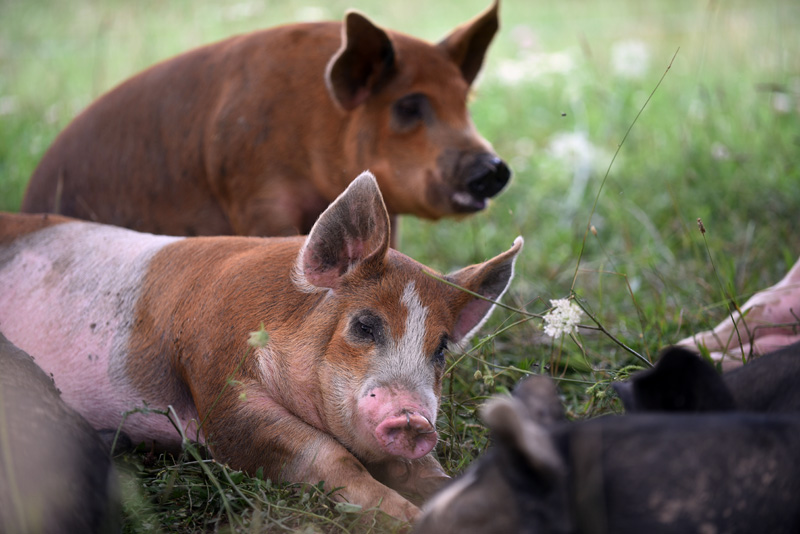 Pigs lie down at Singing Prairie Farm in Newcastle, Wednesday, Aug. 8. (Jessica Picard photo)