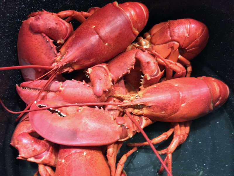 As my friend Kathy Lizotte says, you can never have enough lobster (or chocolate). (Suzi Thayer photo)