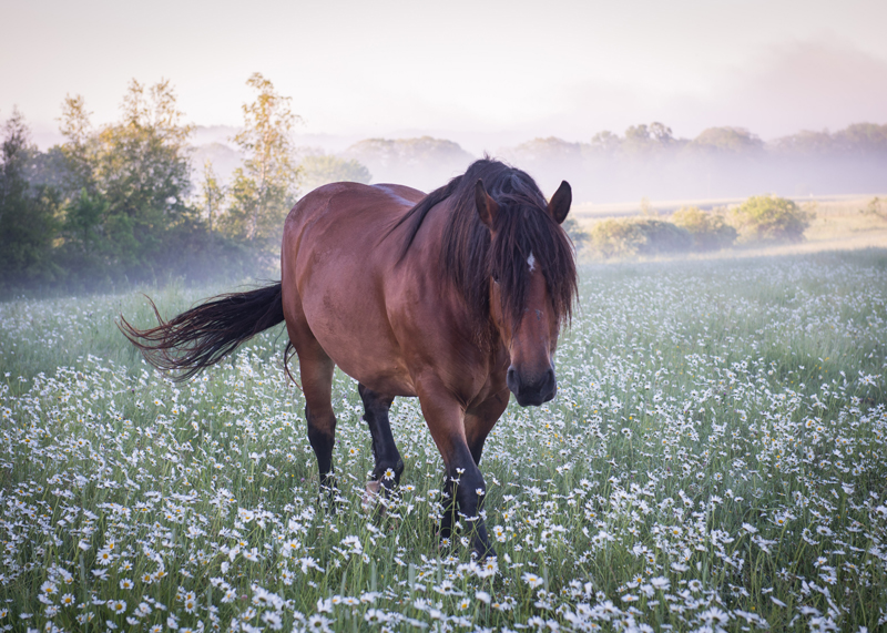 Kelsey Kobik's photo of a horse at Goranson Farm in Dresden received the most votes to become the seventh monthly winner of the 2018 #LCNme365 photo contest. Kobik will receive a $50 gift certificate to Riverside Butcher Co., of Damariscotta, the sponsor of the July contest.