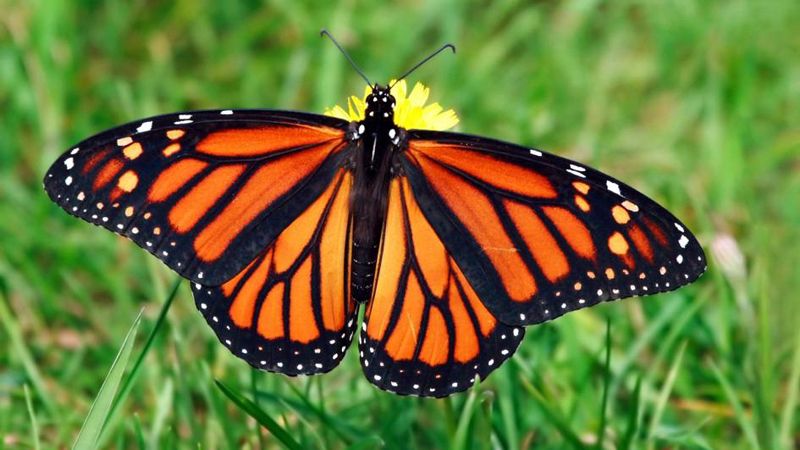 "Monarchs at the Beach" is one of the fun explorations at BeachcombersÂ’ Rest Nature Center.