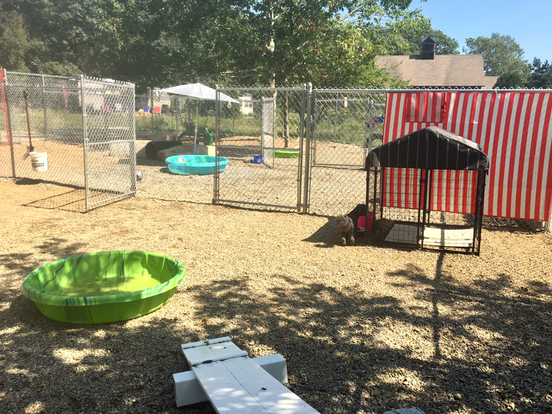 The backyard of the kennel is a Disneyland for dogs. (Suzi Thayer photo)