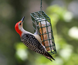 A red-bellied woodpecker feeds on suet bought to support Pemaquid Watershed Association.