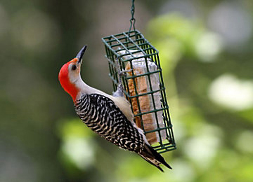 A red-bellied woodpecker feeds on suet bought to support Pemaquid Watershed Association.