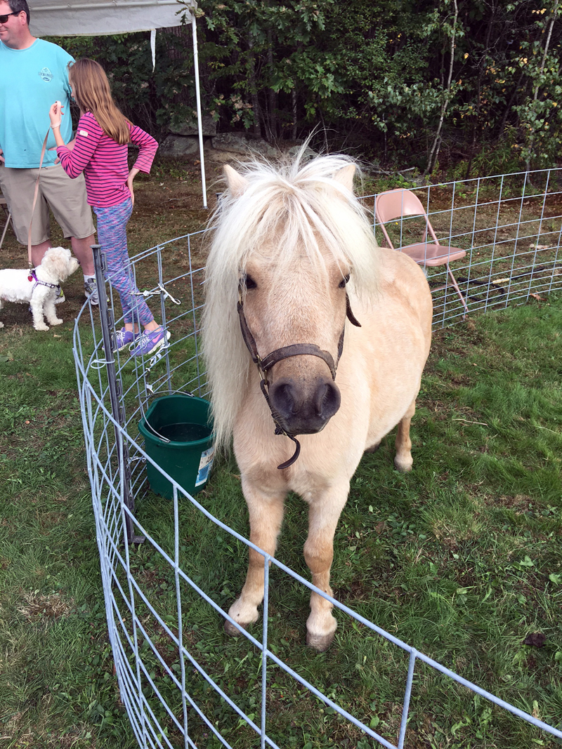 A miniature horse from Lyric Meadow Farm, whose animal friends will be at Boothbay Railway Village.