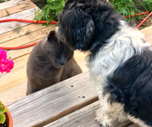 Bunny, "my" stray, was happy to see her boyfriend, Elliot, after a long weekend away. (Suzi Thayer photo)