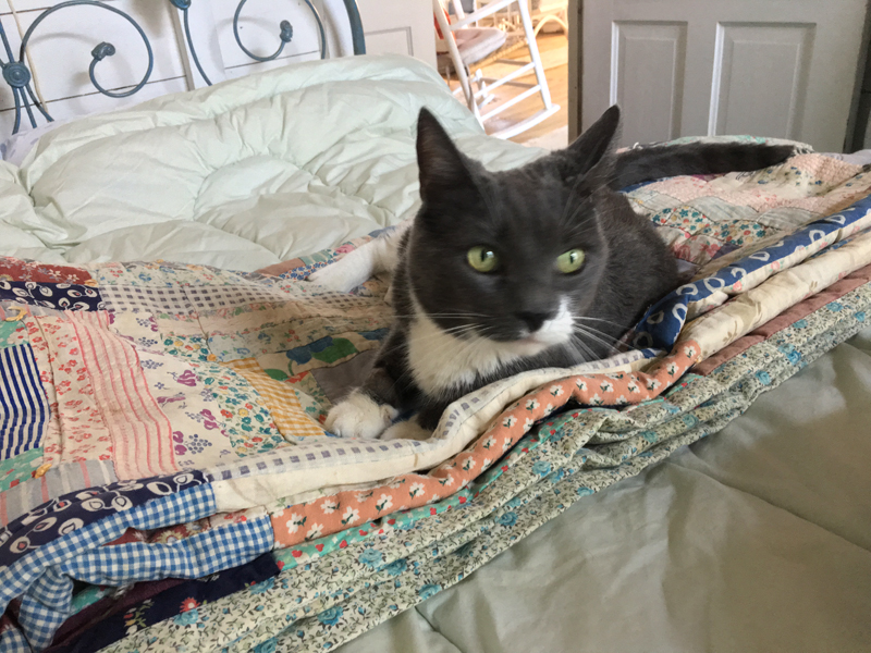 Ruby-2-Shoes, aka Goldilocks, tries out one of the beds at the cottage. It was just right. (Suzi Thayer photo)