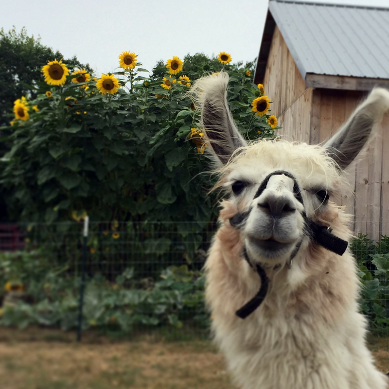 A resident of Apifera Farm.