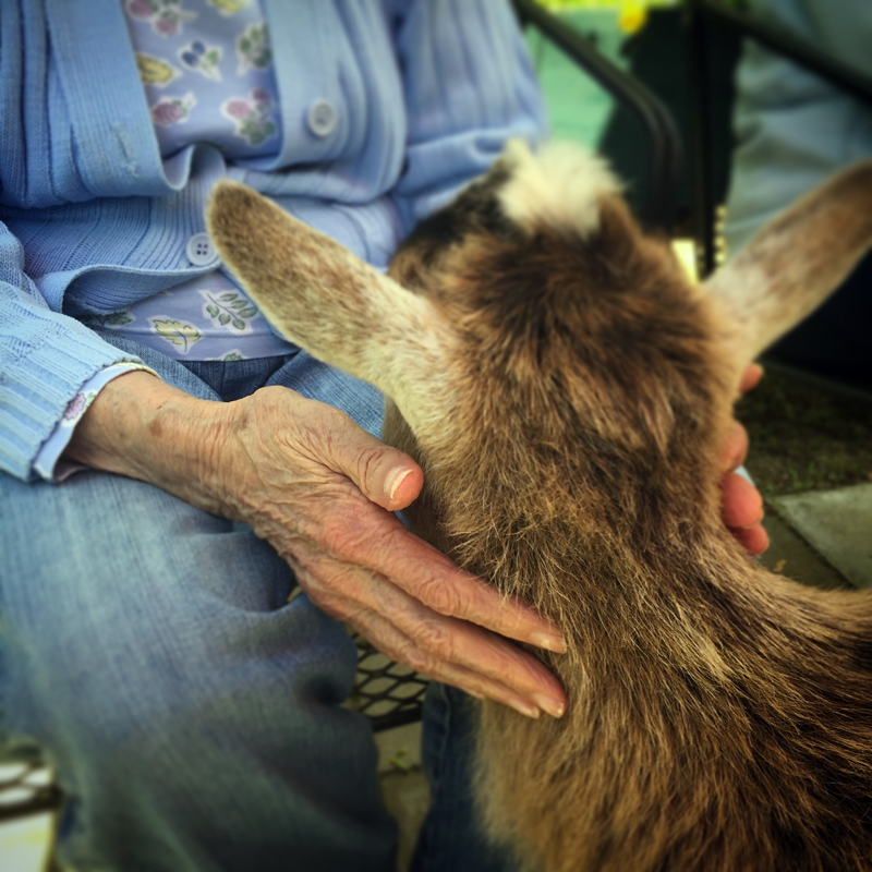 A companion animal from Apifera Farm.