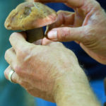 Woodland Stewardship Tour on Mushroom Ecology