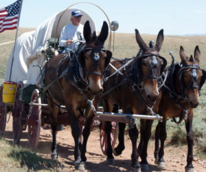 Nick Buck drives his team of mules along the Oregon Trail. (Photo courtesy Nick Buck)