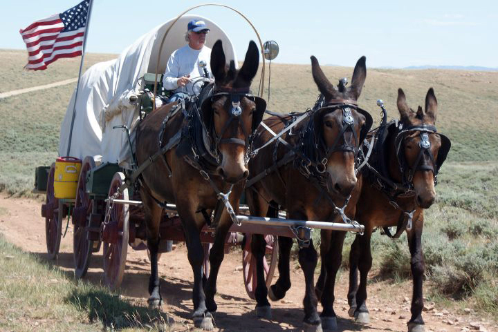 Nick Buck drives his team of mules along the Oregon Trail. (Photo courtesy Nick Buck)