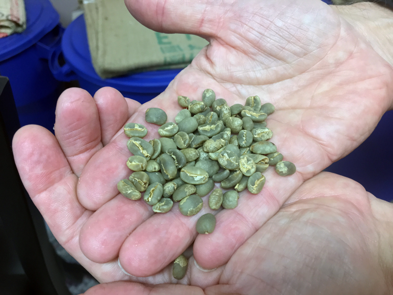 Coffee beans are green before roasting. (Suzi Thayer photo)