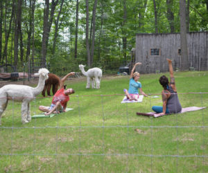 From left: Jeff Hefferon, Joyce Kinney, and instructor Sara Lentz practice yoga with the alpacas at Lulu's Barn on Westport Island on Aug. 25. (Charlotte Boynton photo)