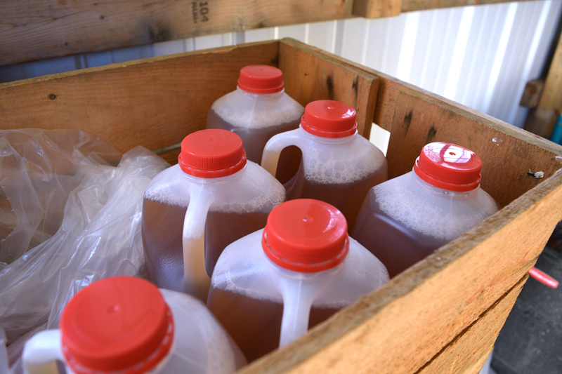 Half-gallons of cider in a crate at Miller's Custom Apple Pressing. The Millers will make cider for anyone who brings as little as 5 bushels of apples. (Jessica Clifford photo)