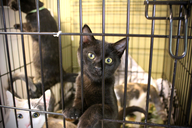 Minnie the kitten is going up for adoption with 19 other littermates and friends at the Brunswick campus of Midcoast Humane after being displaced during Hurricane Florence.