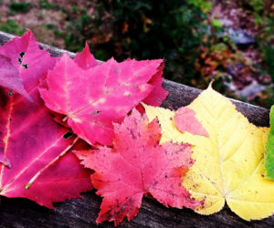 Hope Prentice, of Bristol, received the most votes with her photo of fall foliage to become the 10th monthly winner of the 2018 #LCNme365 photo contest. Prentice will receive a $50 gift certificate to Coastal Car Wash and Detail Center, of Damariscotta and Boothbay Harbor, the sponsor of the October contest.