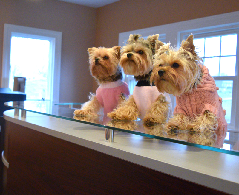 Dr. Thomas White and Annee White's three Yorkshire terriers jump on the glass desktop to greet patients when they arrive at Spine By Design. (Jessica Clifford photo)